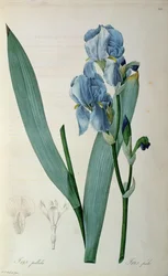 Iris Pallida, from 